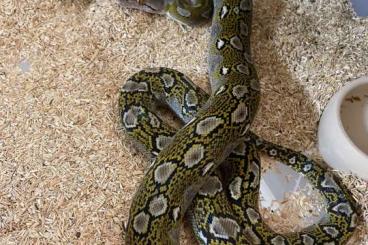 Pythons kaufen und verkaufen Foto: Reticulated pythons for Houten