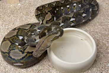 Snakes kaufen und verkaufen Photo: Netzpythons/ Python Reticulatus Snakes kaufen und verkaufen Photo: Netzpythons/ Python Reticulatus