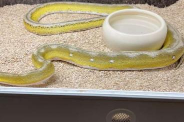 Snakes kaufen und verkaufen Photo: Netzpythons/ Python Reticulatus Snakes kaufen und verkaufen Photo: Netzpythons/ Python Reticulatus