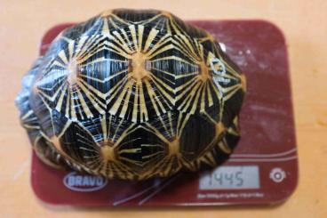Landschildkröten kaufen und verkaufen Foto: Astrochelys Radiata CB 2016,17