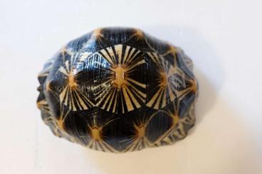 Landschildkröten kaufen und verkaufen Foto: 1.4 Astrochelys Radiata Landschildkröten kaufen und verkaufen Foto: 1.4 Astrochelys Radiata