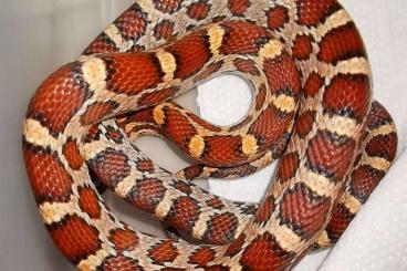 Snakes kaufen und verkaufen Photo: 1.1 Kornnattern 100% het. Amelanistic-Scaleless ENZ 2024