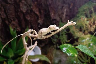 Geckos kaufen und verkaufen Foto: Uroplatus ebenaui for Verona reptiles Geckos kaufen und verkaufen Foto: Uroplatus ebenaui for Verona reptiles
