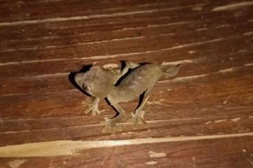 Geckos kaufen und verkaufen Foto: Uroplatus ebenaui for Verona reptiles Geckos kaufen und verkaufen Foto: Uroplatus ebenaui for Verona reptiles