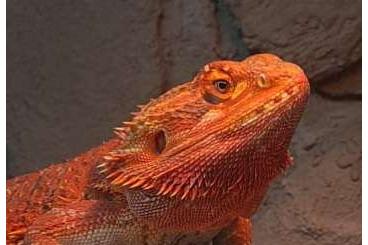 Echsen  kaufen und verkaufen Foto: Reptiles for Houten 2 June 