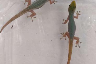 Lizards kaufen und verkaufen Photo: ====== HOUTEN FAIR 1-6-2025 ====== Lizards kaufen und verkaufen Photo: ====== HOUTEN FAIR 1-6-2025 ======