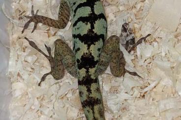 Echsen  kaufen und verkaufen Foto: ANOLIS IN PAIRS and more....
