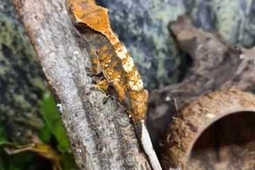 Geckos kaufen und verkaufen Foto: New Caledonian Geckos Houten and Hamm Geckos kaufen und verkaufen Foto: New Caledonian Geckos Houten and Hamm