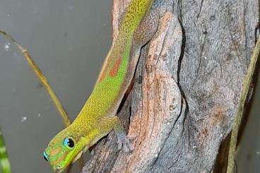 Echsen kaufen und verkaufen Foto: Reptiles for Houten and Hamm Echsen kaufen und verkaufen Foto: Reptiles for Houten and Hamm