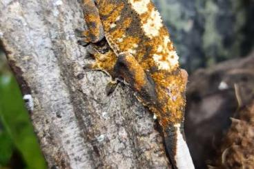 Geckos kaufen und verkaufen Photo: Adult geckos for Houten and Hamm June Geckos kaufen und verkaufen Photo: Adult geckos for Houten and Hamm June