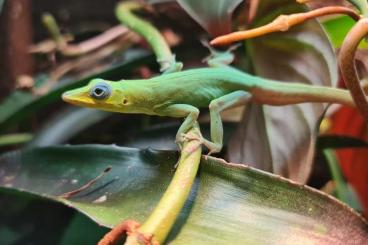 Echsen kaufen und verkaufen Foto: Reptiles for Houten and Hamm Echsen kaufen und verkaufen Foto: Reptiles for Houten and Hamm