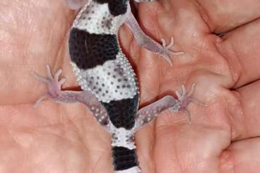 Geckos kaufen und verkaufen Photo: Eublepharis m. macularius / montanus / afghanicus / fuscus / Angramain