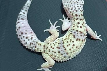Geckos kaufen und verkaufen Foto: Eublepharis m. macularius / montanus / afghanicus / fuscus ...