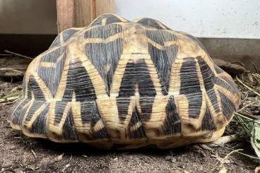 Tortoises kaufen und verkaufen Photo: Sternschildkröte - Geochelone elegans Tortoises kaufen und verkaufen Photo: Sternschildkröte - Geochelone elegans