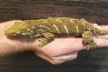 Geckos kaufen und verkaufen Photo: 0.1 cb22 R. leachianus MTK