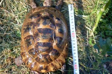 Turtles and Tortoises kaufen und verkaufen Photo: Sell testudo graeca marokkensis