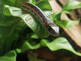 Schlangen kaufen und verkaufen Foto: Thamnophis Hybriden
