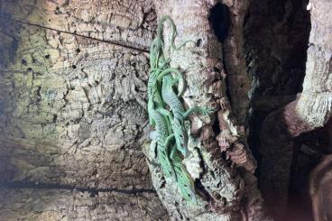 Warane kaufen und verkaufen Foto: Varanus Prasinus Beccarii Kordensis Reisingeri Warane kaufen und verkaufen Foto: Varanus Prasinus Beccarii Kordensis Reisingeri