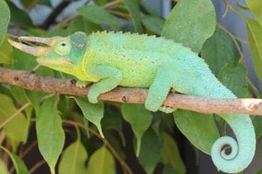 Chamaeleons kaufen und verkaufen Photo: Trioceros quadricornis, montium, jacksoni... 