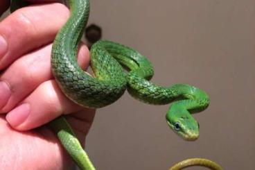 Nattern ungiftige  kaufen und verkaufen Foto: 1.0 Adult Gonyosoma prasinum