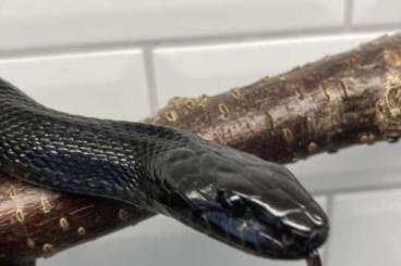 Snakes kaufen und verkaufen Photo: Elaphe schrenckii melanistic