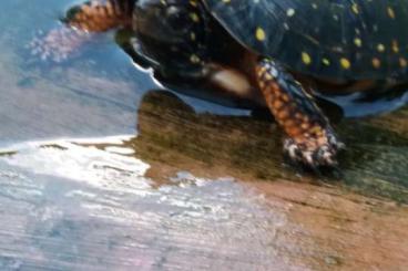 Schildkröten  kaufen und verkaufen Foto: Turtles and tortoises available