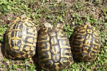 Schildkröten  kaufen und verkaufen Foto: Testudo hermanni hermanni