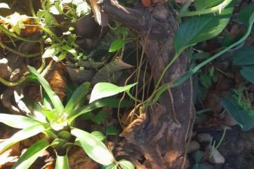 Poison dart frogs kaufen und verkaufen Photo: Suche Ranitomeya amazonica Iquitos im Raum Potsdam und Berlin