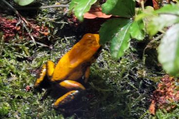 Poison dart frogs kaufen und verkaufen Photo: Phyllobates bicolor Nachzuchten