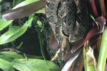 Venomous snakes kaufen und verkaufen Photo: Metlapilcoatlus, Bothrops