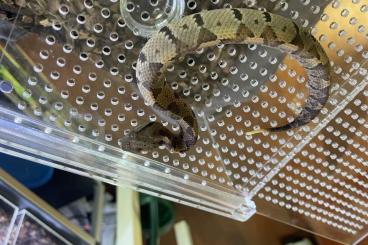 Giftschlangen kaufen und verkaufen Foto: CB 22 Metlapilcoatlus mexicanus