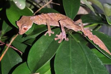 Geckos kaufen und verkaufen Photo: 1.0 Uroplatus phantasticus for Hamm