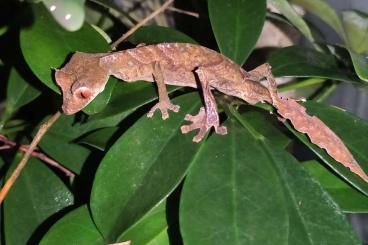 Geckos kaufen und verkaufen Foto: 1.0 Uroplatus phantasticus, 0.1 Aeluroscalabotes cf. dorsalis