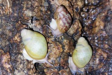 Schnecken kaufen und verkaufen Photo: Archachatina Papyracea Jungtiere (kleine Achatschnecken) Schnecken kaufen und verkaufen Photo: Archachatina Papyracea Jungtiere (kleine Achatschnecken)