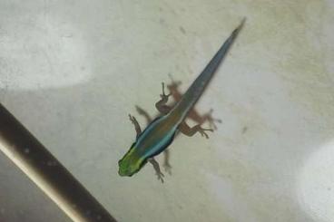 Geckos kaufen und verkaufen Photo: Phelsuma klemmeri 2.0. suchen neue Futterspender