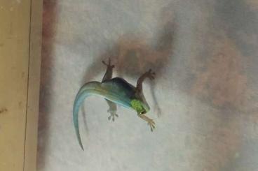 Geckos kaufen und verkaufen Photo: Phelsuma klemmeri 2.0. suchen neue Futterspender