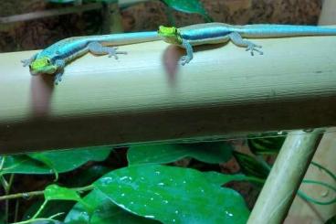 Geckos kaufen und verkaufen Photo: Suche Phelsuma klemmeri Weibchen