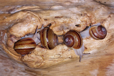 Schnecken kaufen und verkaufen Foto: Helix lucorum, gestreifte Weinbergschnecken