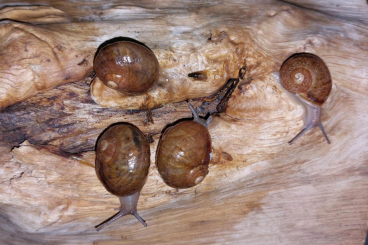 Mollusca kaufen und verkaufen Photo: Cornu aspersum Maxima, Weinbergschnecken