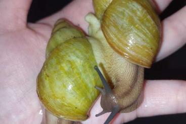 Schnecken kaufen und verkaufen Foto: 2 Archachatina Papyracea Albinoshell (Adult)