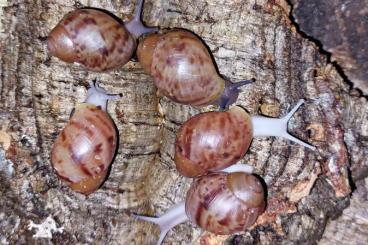 Mollusca kaufen und verkaufen Photo: Archachatina marginata Ovum Jungtiere in tollen Farben Mollusca kaufen und verkaufen Photo: Archachatina marginata Ovum Jungtiere in tollen Farben