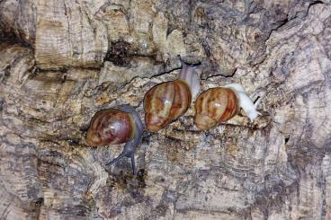 Mollusca kaufen und verkaufen Photo: Archachatina Rhodostoma Jungtiere (Achatschnecken) Mollusca kaufen und verkaufen Photo: Archachatina Rhodostoma Jungtiere (Achatschnecken)