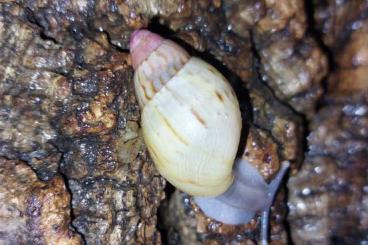 Schnecken kaufen und verkaufen Photo: Lissachatina Zanzibarica Pink Top (kleine Achatschnecke) Schnecken kaufen und verkaufen Photo: Lissachatina Zanzibarica Pink Top (kleine Achatschnecke)
