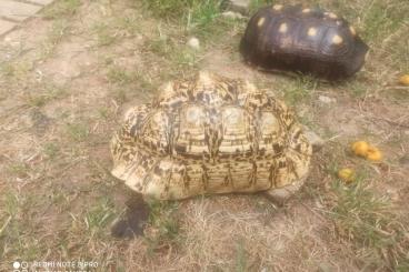Landschildkröten kaufen und verkaufen Foto: Breeding group of tortoise