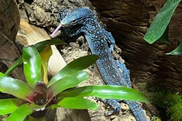 Monitor lizards kaufen und verkaufen Photo: Varanus macraei 1,1        