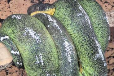 Schlangen kaufen und verkaufen Foto: 1,0 Corallus batesii CB2017 Schlangen kaufen und verkaufen Foto: 1,0 Corallus batesii CB2017