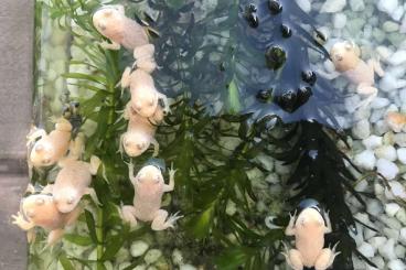 frogs kaufen und verkaufen Photo: Albino Gelbbauchunke (Bombina variegata)