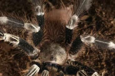 Spiders and Scorpions kaufen und verkaufen Photo: 1.0 nhandu chromatus unverpaart Spiders and Scorpions kaufen und verkaufen Photo: 1.0 nhandu chromatus unverpaart
