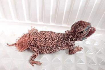 Lizards kaufen und verkaufen Photo: 1.0 xenagama taylori Red cb 2019