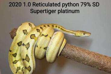 Pythons kaufen und verkaufen Foto: Super dwarf Reticulated pythons 